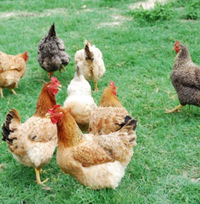 aves_de_corral_tipos_y_ejemplos_2182_orig