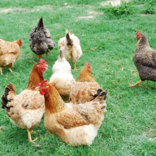 aves_de_corral_tipos_y_ejemplos_2182_orig