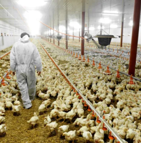 depositphotos_35183451-stock-photo-poultry-farm-and-a-veterinary
