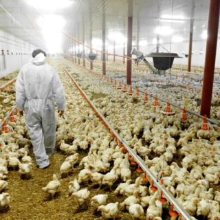 depositphotos_35183451-stock-photo-poultry-farm-and-a-veterinary