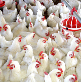 granja_de_pollos (1)