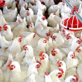 granja_de_pollos (1)