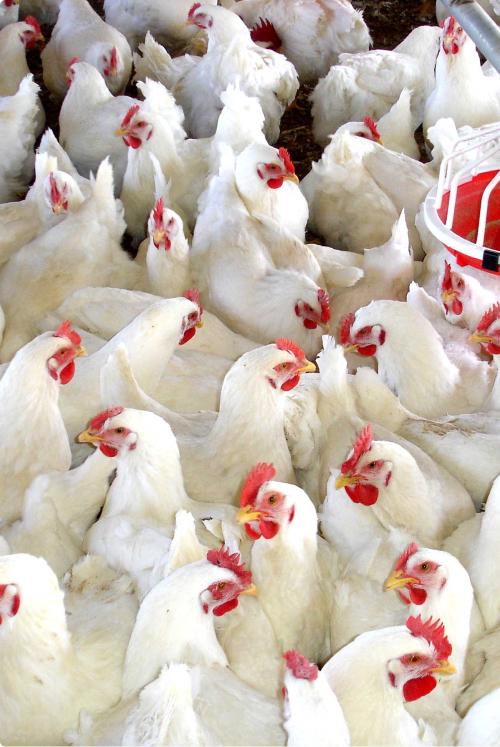 granja_de_pollos